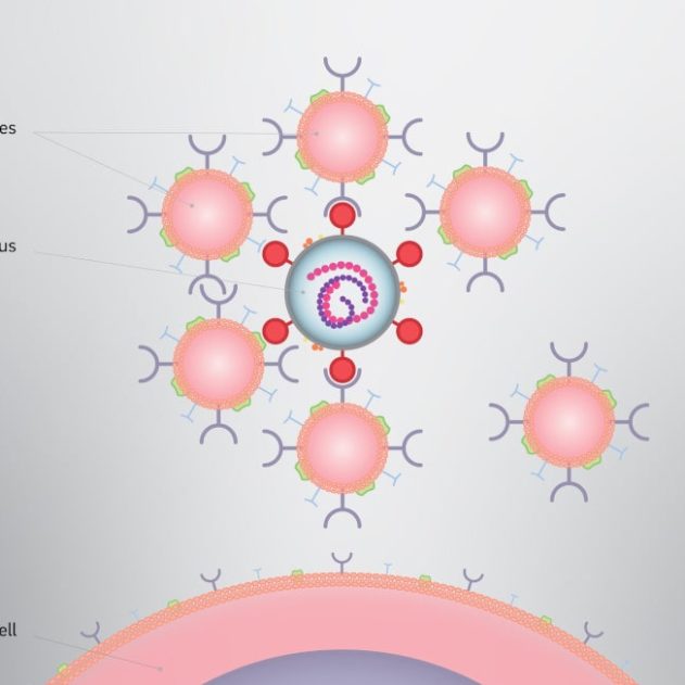 nano-éponges neutralisation SARS-CoV-2