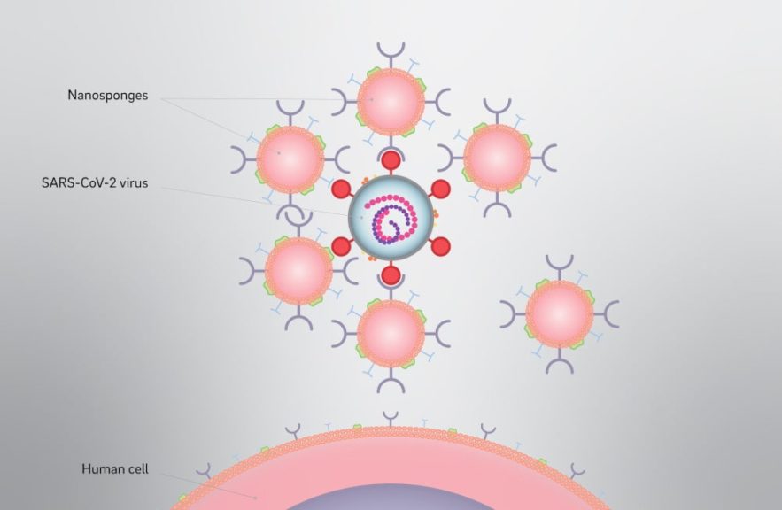 nano-éponges neutralisation SARS-CoV-2