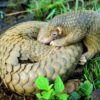 pangolin exclu pharmacopée chine médecine