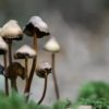 psilocybine psychedeliques