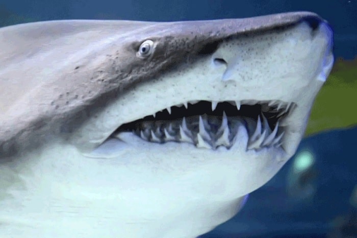 requin dents