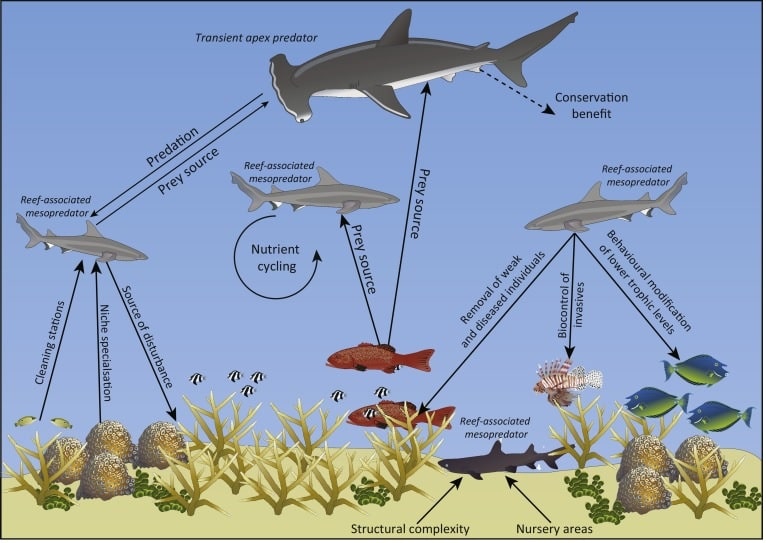 requins ecosystemes