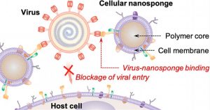 rôle nano-éponges infection coronavirus