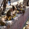 singes rue inde vol echantillons sang