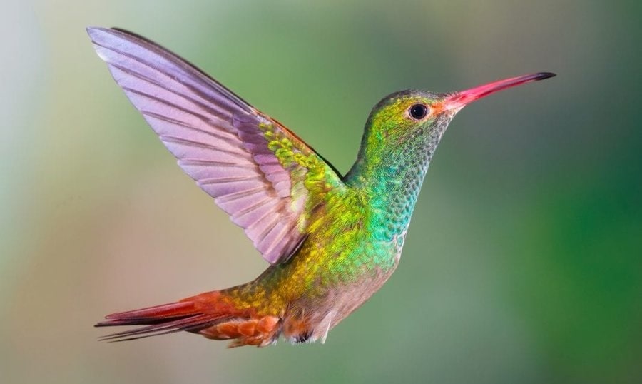 Les colibris perçoivent toute une gamme de couleurs spécifiques