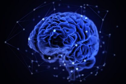 cerveau connectivite humain animaux mammiferes