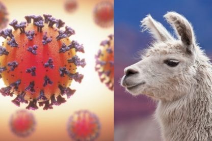 lama proteine pointe coronavirus