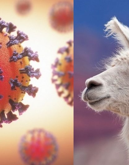 lama proteine pointe coronavirus