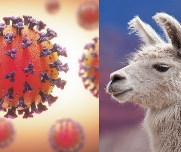 lama proteine pointe coronavirus