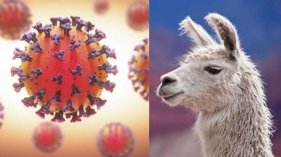 lama proteine pointe coronavirus