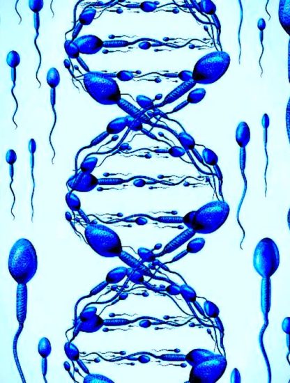 gene transposons spermatozoides