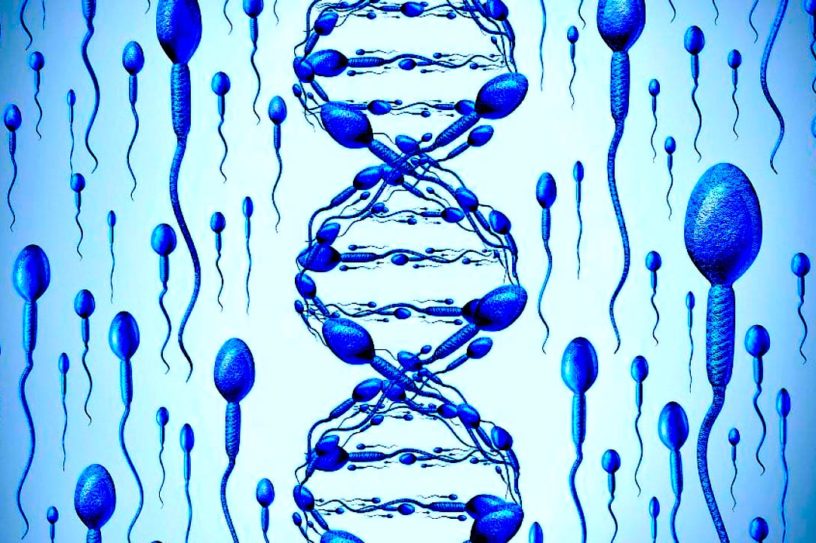 gene transposons spermatozoides