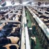 boeuf production viande poulet industrie pollution azote