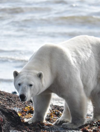 réchauffement climatique menace ours polaires