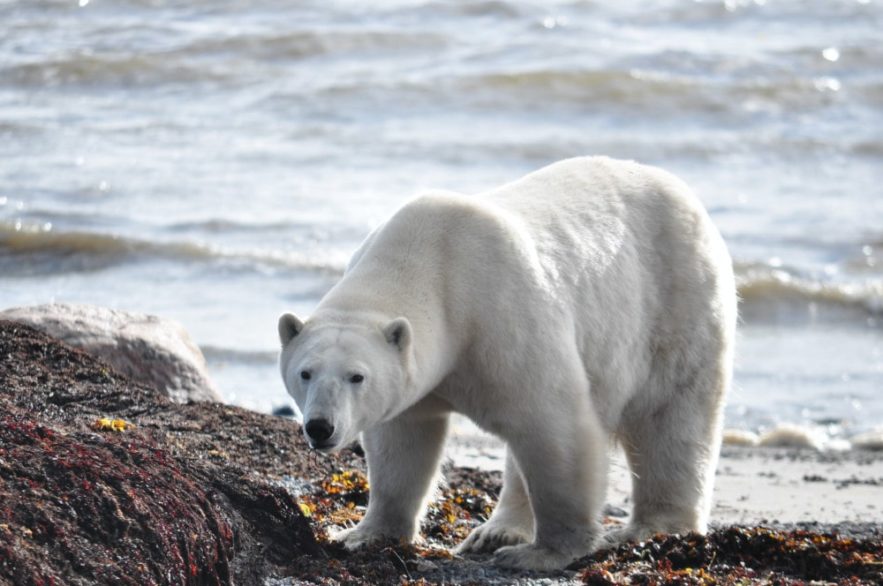 réchauffement climatique menace ours polaires