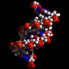 observation ADN quadruple hélice cellules vivantes