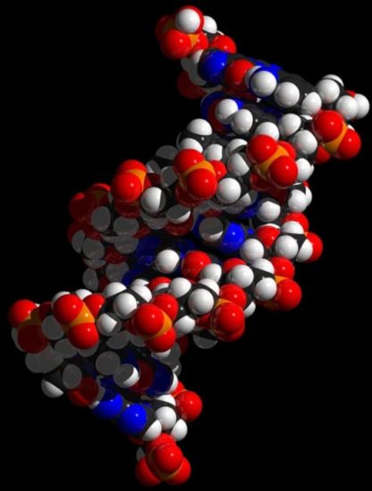 observation ADN quadruple hélice cellules vivantes
