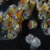 petit poisson embryon vulnérabilité réchauffement climatique climat