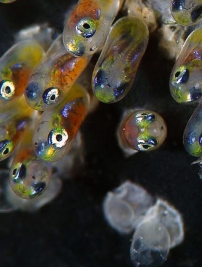 petit poisson embryon vulnérabilité réchauffement climatique climat