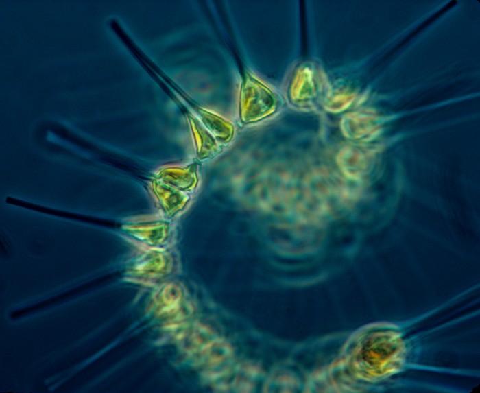 phytoplancton ocean arctique