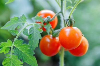 plant tomate communication plante signaux electriques