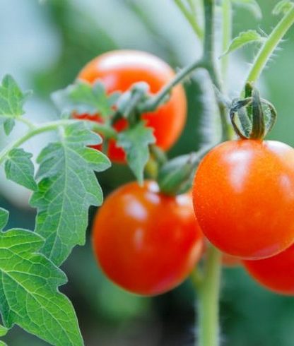 plant tomate communication plante signaux electriques