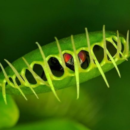 plantes carnivores