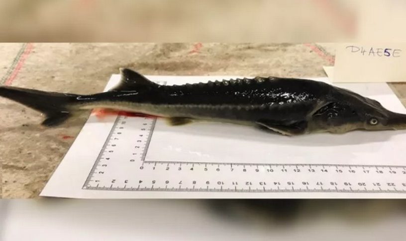 poisson hybride
