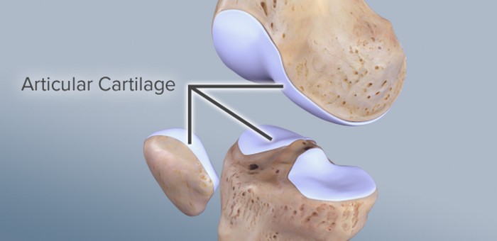 cartilage
