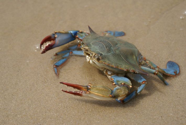 crabe bleu microplastiques