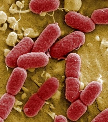e coli bacterie