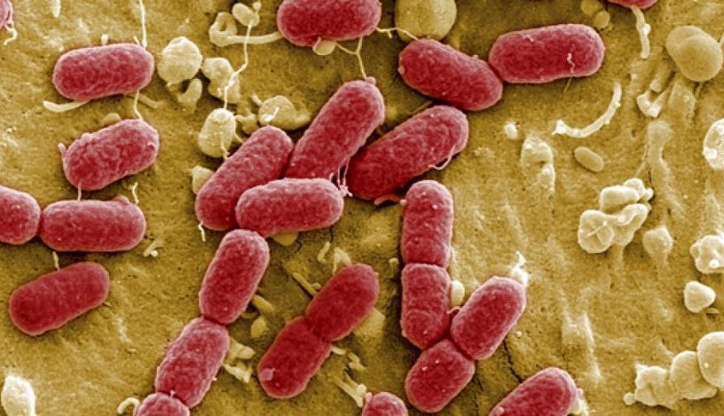 e coli bacterie