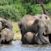 elephant mort botswana