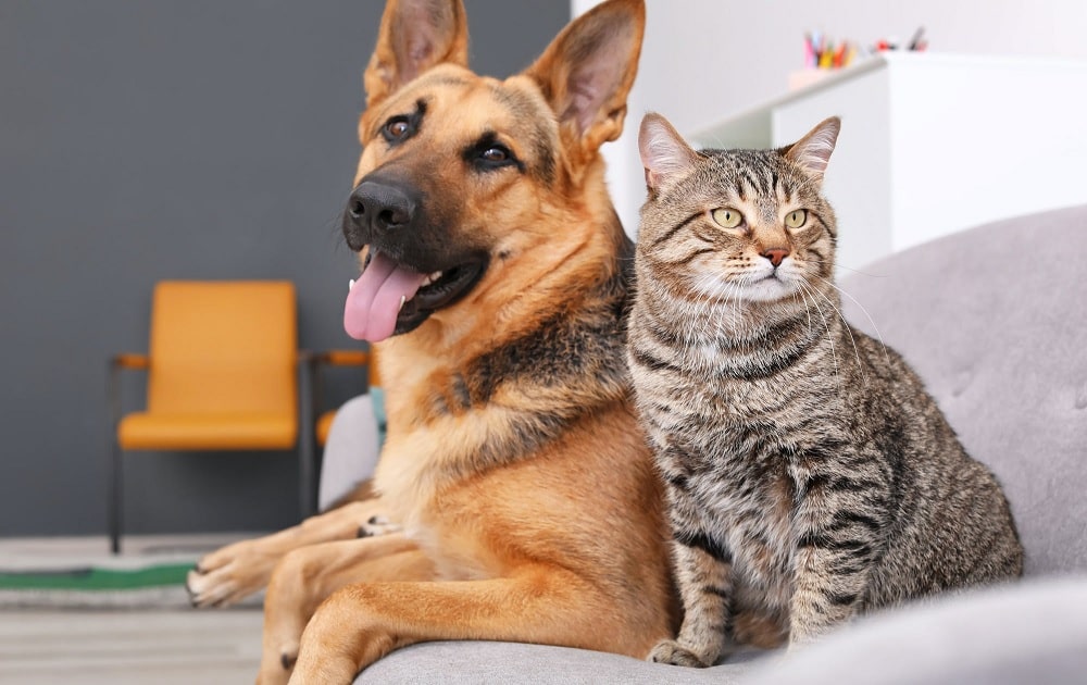 Les chats et les chiens ont-ils une bonne mémoire ?