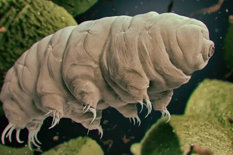 resistance tardigrades