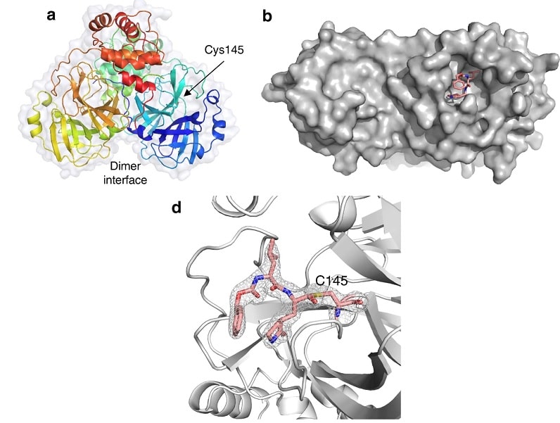 structure protease