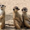 suricates meurtres