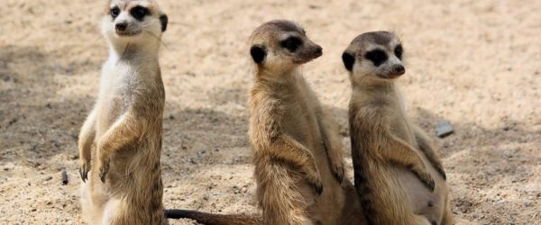 suricates meurtres