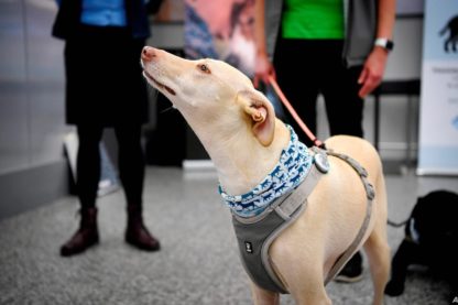 aeroport helsinki utilise chiens renifleurs detecter infections covid-19