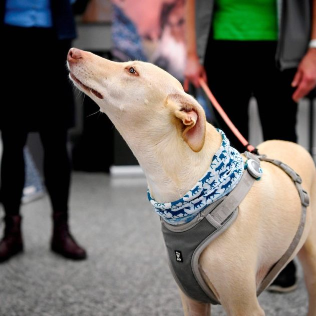 aeroport helsinki utilise chiens renifleurs detecter infections covid-19