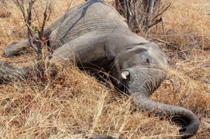 centaines éléphants morts Bostwana empoisonnement cyanobactéries couv