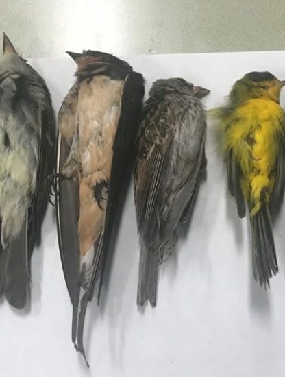 centaines milliers oiseaux migrateurs retrouvés morts Nouveau-Mexique couv