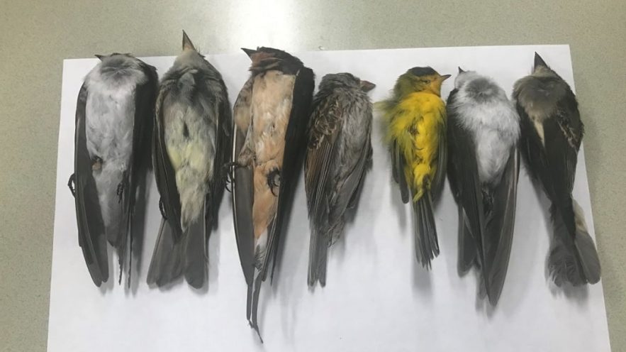 centaines milliers oiseaux migrateurs retrouvés morts Nouveau-Mexique couv