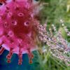 oms approuve tests plantes medicinales traditionnelles pour lutter covid-19