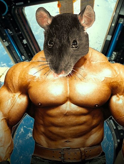 souris genetiquement modifiees ont conserve leur musculature apres sejour dans espace
