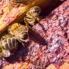 substances anticancereuses identifiees propolis rouge bresilienne