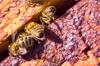 substances anticancereuses identifiees propolis rouge bresilienne