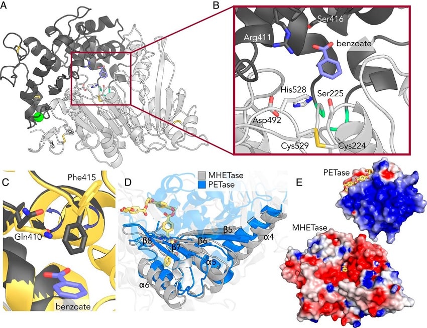 analyse structuelle topologie enzymes mhetase petase