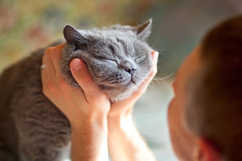 clignotement yeux améliore communication chats couv