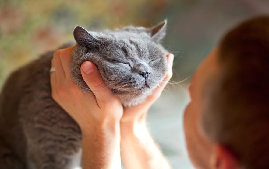 clignotement yeux améliore communication chats couv